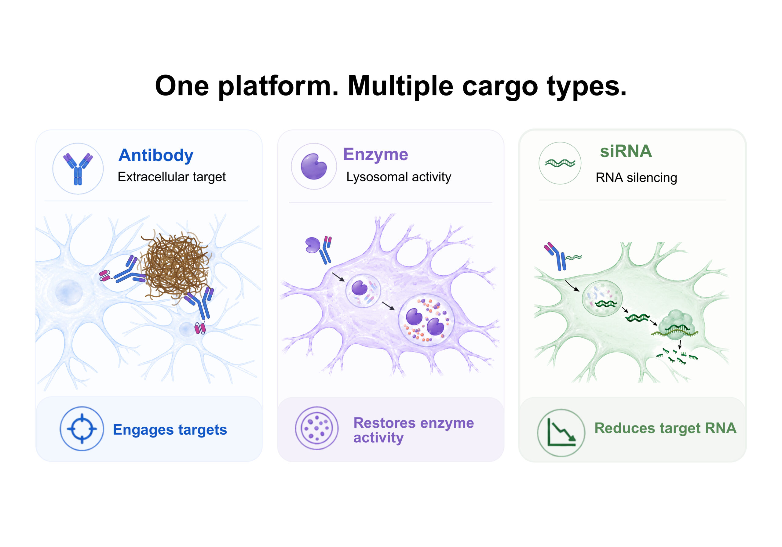 One Platform. Multiple cargo types. Antibody - Extracellular targets - Engages Targets. Enzyme - Lysosomal Activity - Restores enzyme activity. siRNA - RNA silencing - reduces target RNA.